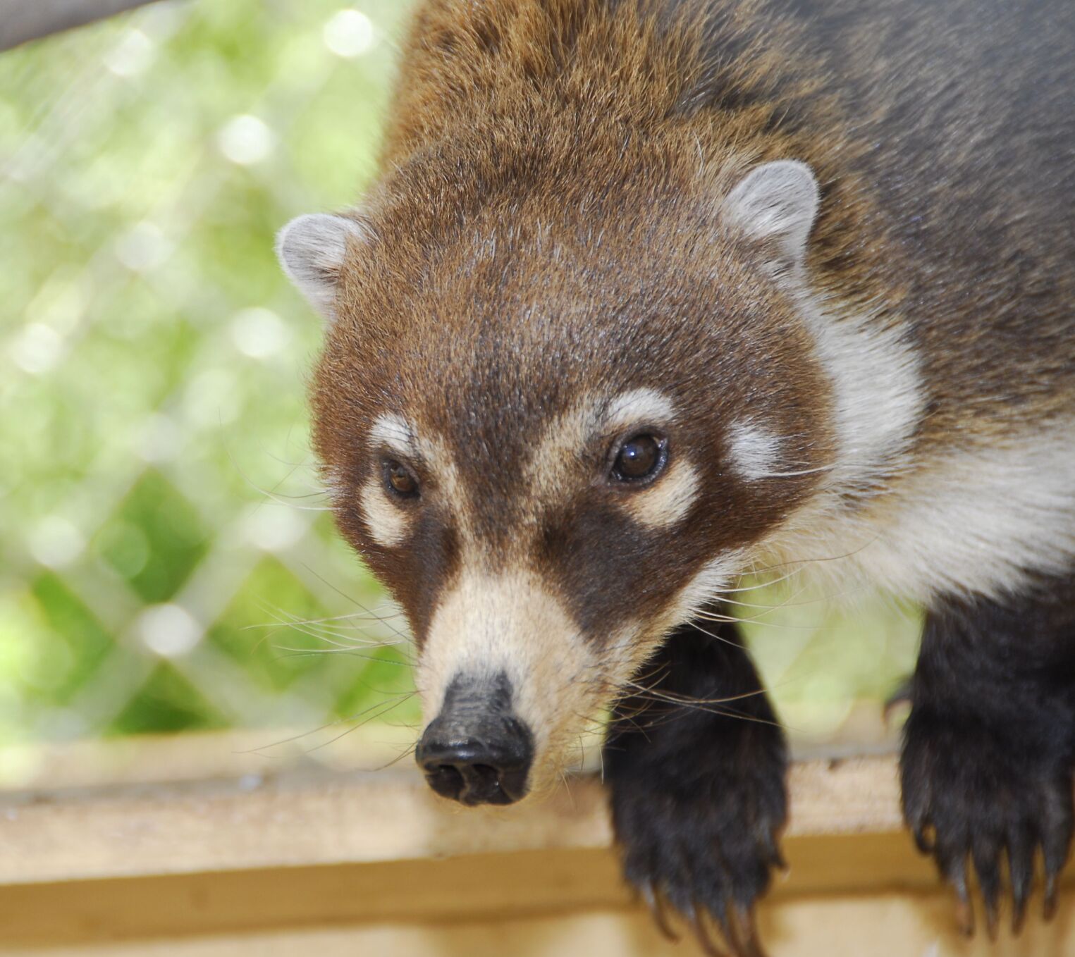 Coatimundi
